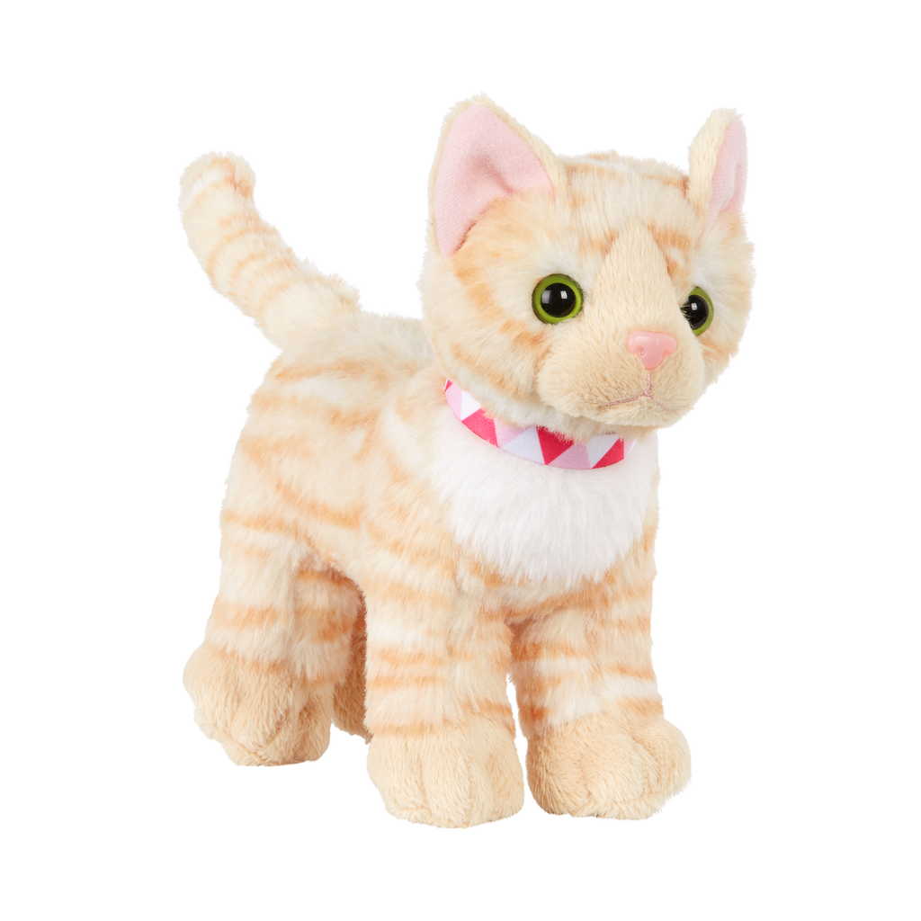 American Shorthair Kitten
