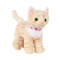American Shorthair Kitten