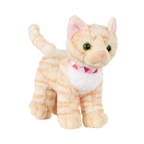 American Shorthair Kitten