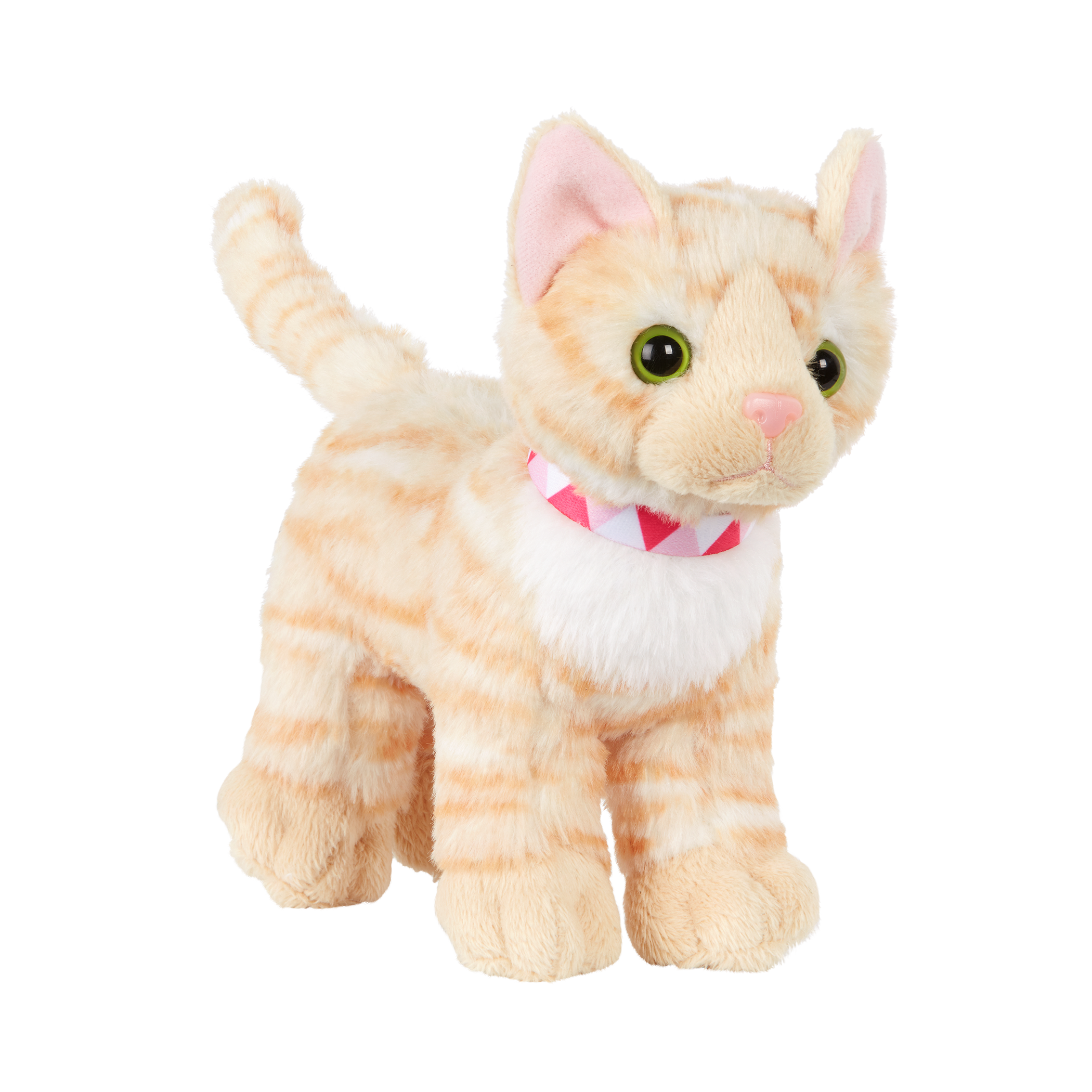 American Shorthair Kitten