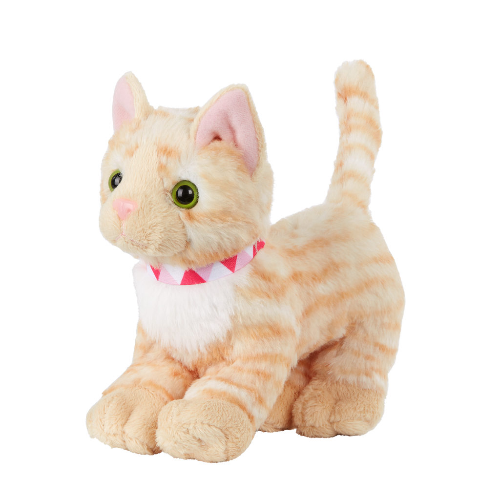 American Shorthair Kitten