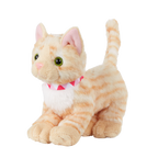 American Shorthair Kitten