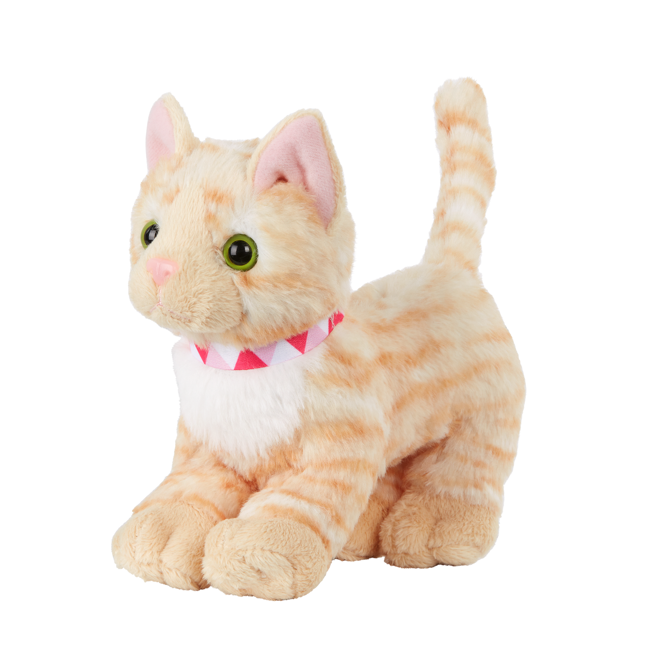 American Shorthair Kitten