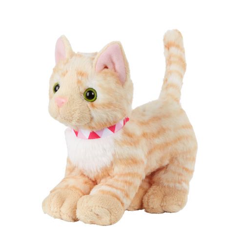 American Shorthair Kitten