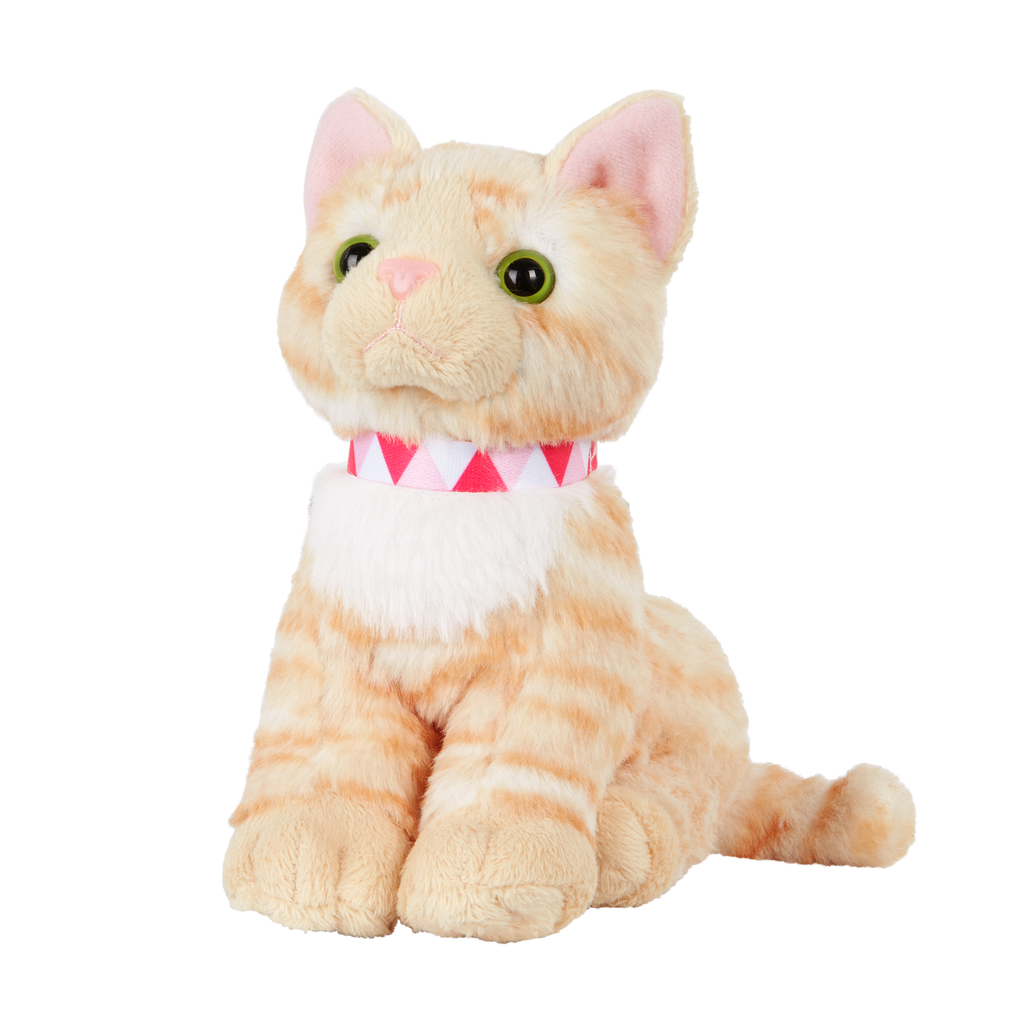 American Shorthair Kitten