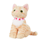 American Shorthair Kitten