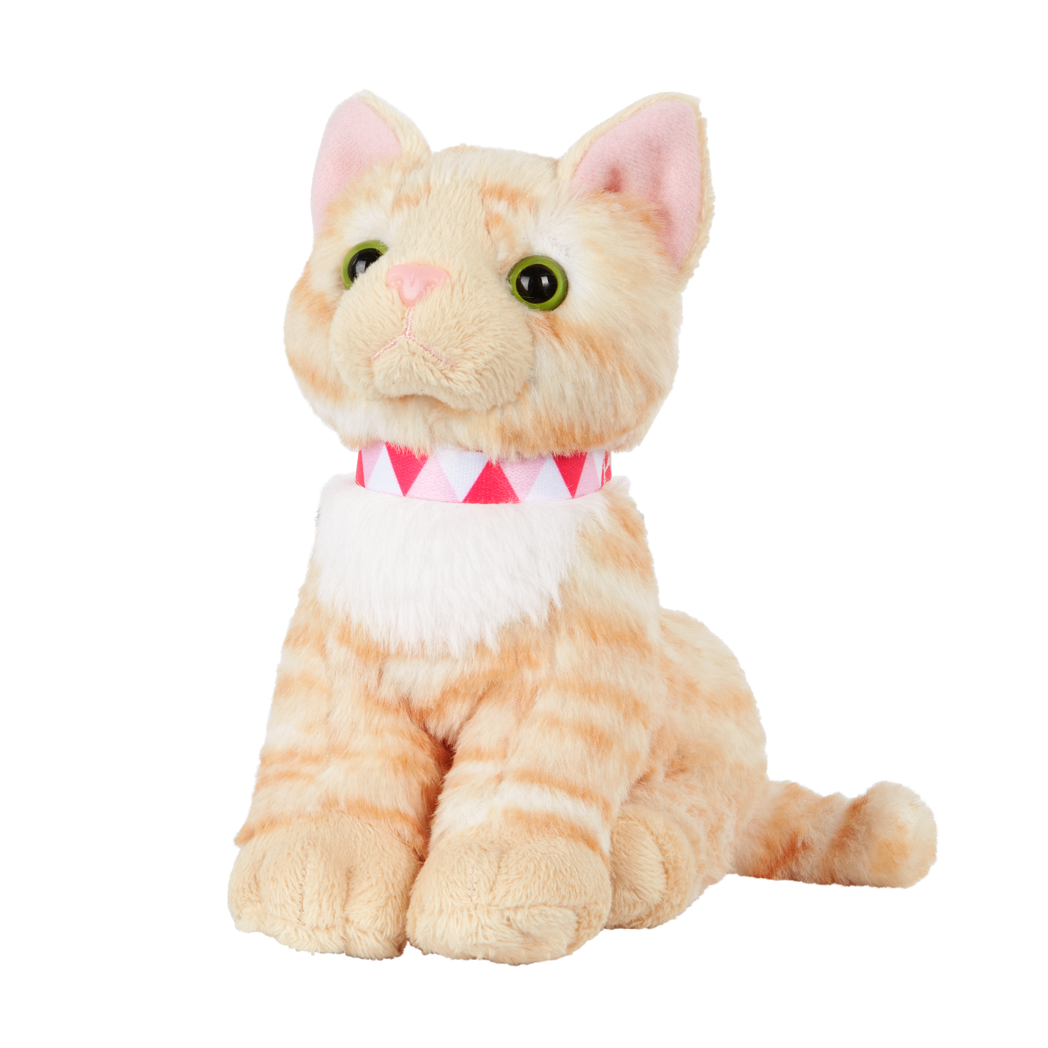 American Shorthair Kitten