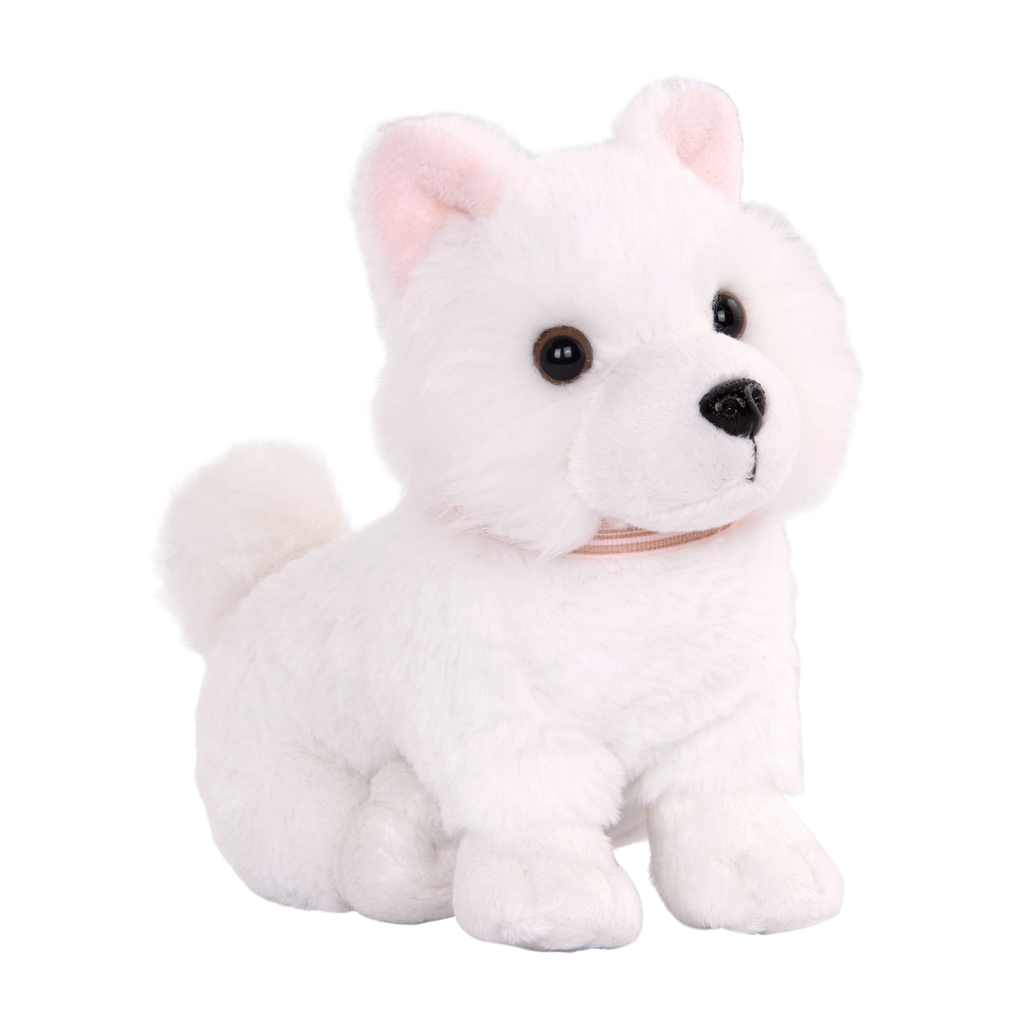 American Eskimo Pup