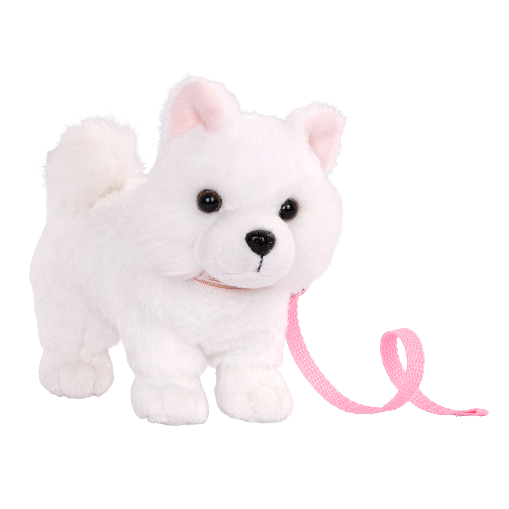 American Eskimo Pup