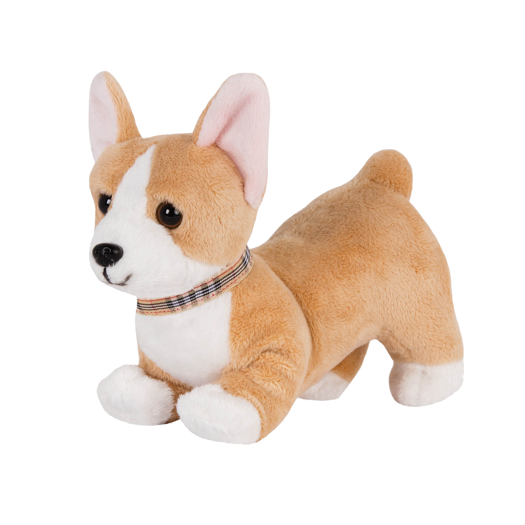 Corgi Pup