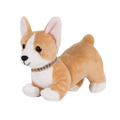 Corgi Pup