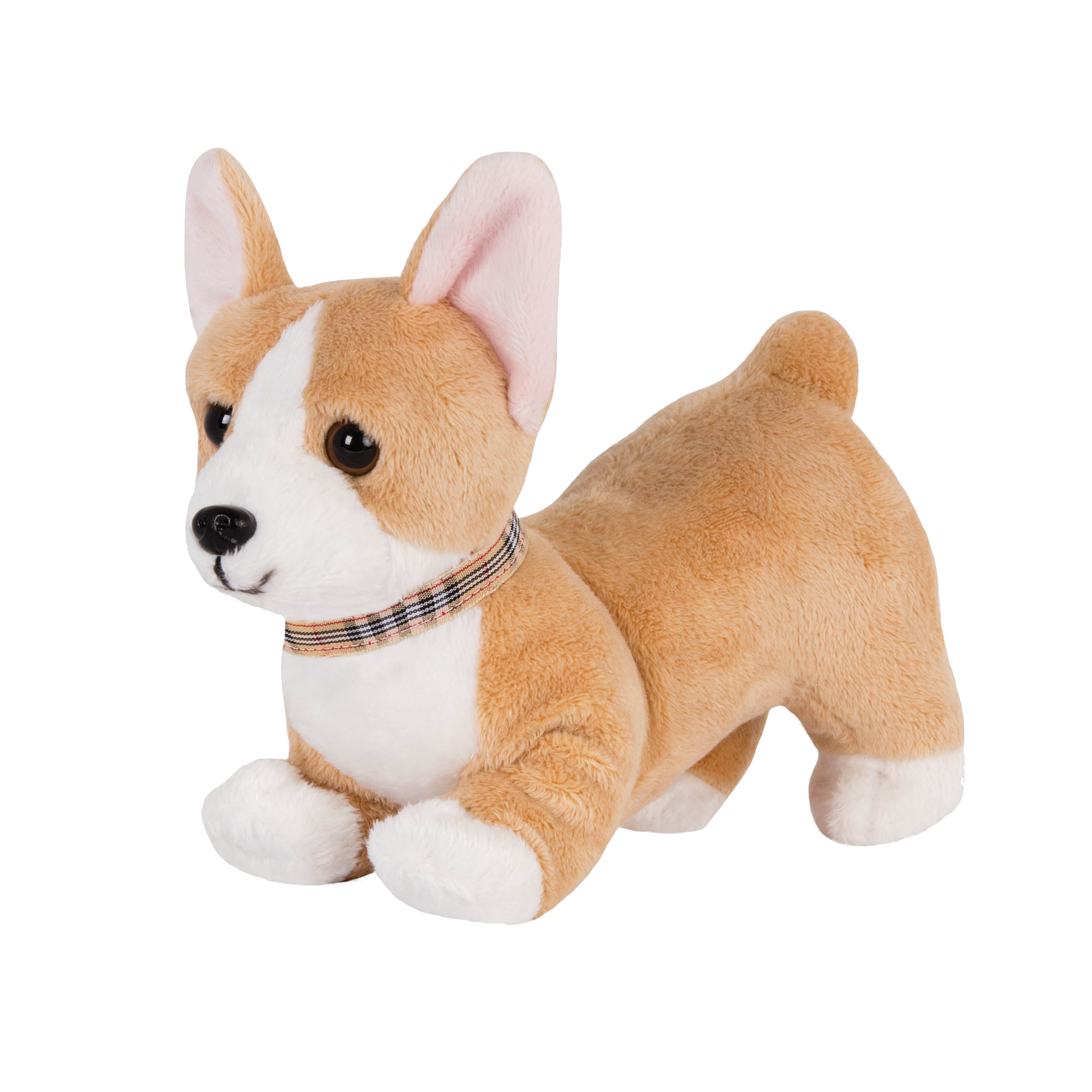 Corgi Pup